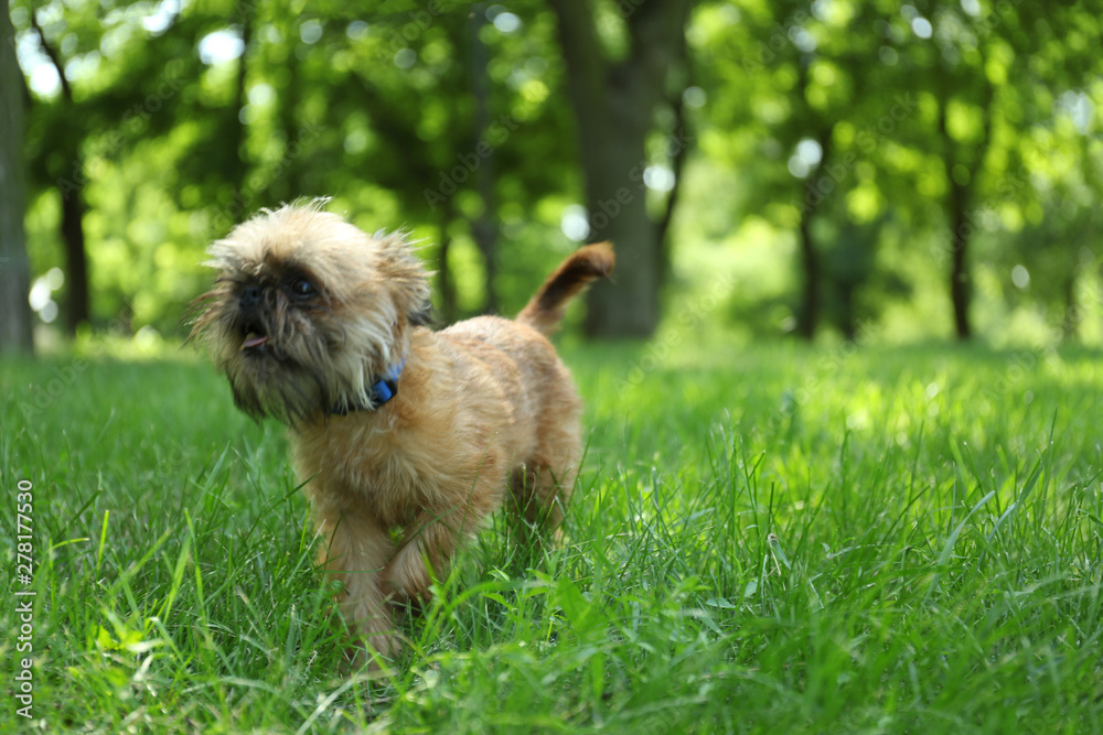 Cute fluffy dog on green grass in park. Space for text Cute fluffy dog on green grass in park. Space for text