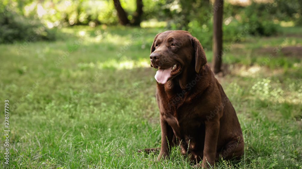 Cute Chocolate Labrador Retriever on green grass in summer park Cute Chocolate Labrador Retriever on green grass in summer park