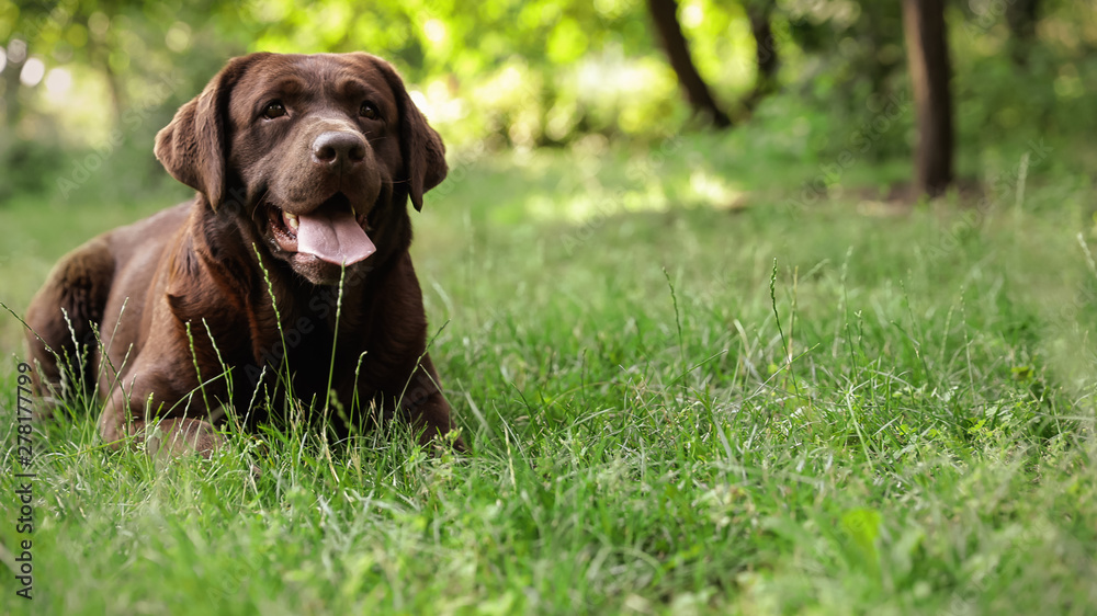 Chocolate Labrador Retriever dog lying on green grass in park. Space for text Chocolate Labrador Retriever dog lying on green grass in park. Space for text