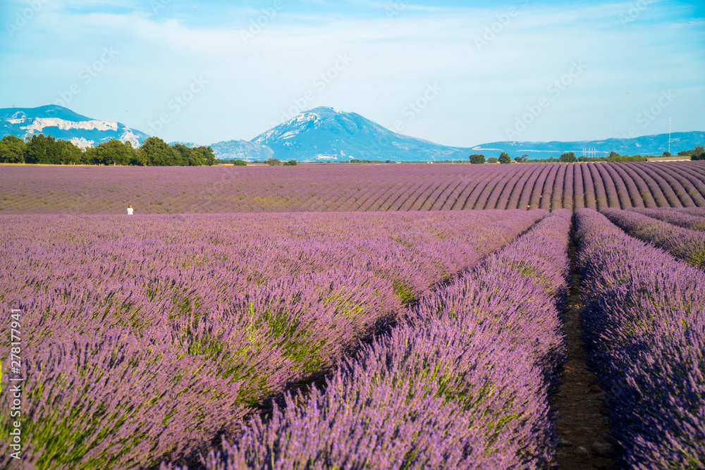 Obraz Pola lawendy i góry w oddali w Valensole, Alpes-de-Haute-Provence / Francja. / Ogólny widok