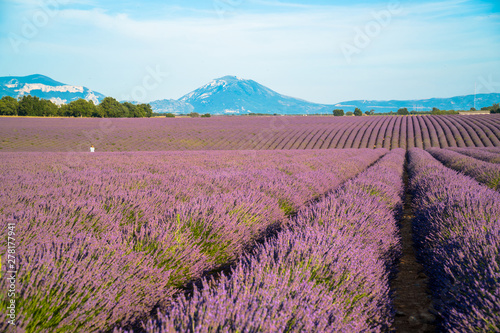 Lavender fields and mountains in the distance in Valensole  Alpes-de-Haute-Provence France.   General View
