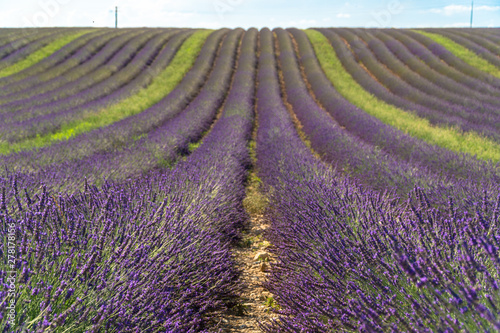 Lavender fields in Valensole, Alpes-de-Haute-Provence/France. General view.