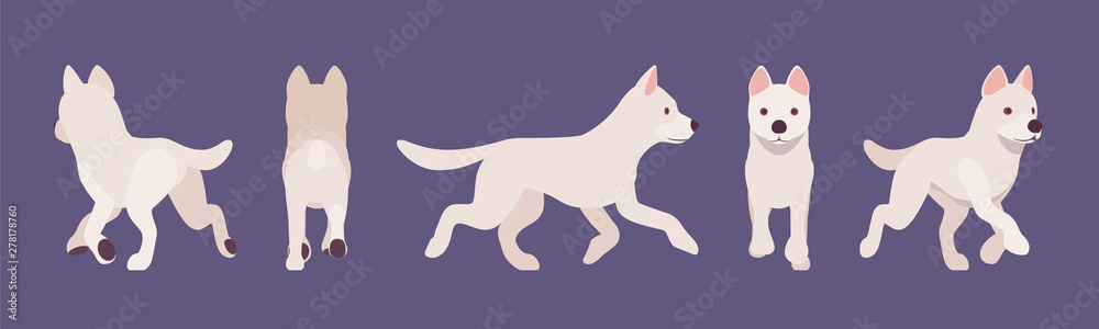 White shepherd dog running. Working active breed, cute family pet, companion for disability assistance, search, rescue, police, military help. Vector flat style cartoon illustration, different views