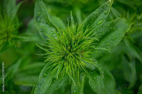 Dianthus barbatus flowers starting to bloom, green flower buds with sharp thin leaves, springtime garden - Sweet-williams - Caryophyllaceae with water drops after rain
