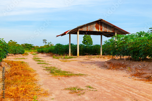 hut at Tapioca Garden, Ground walkway in the cassava garden.