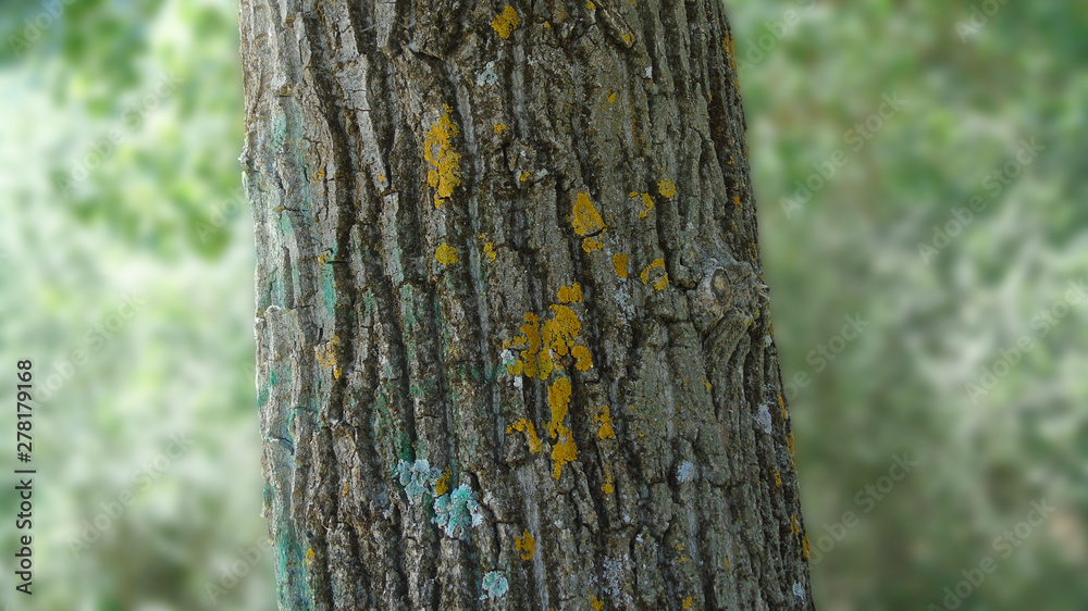 Mossy trunk in a forest - selective focus closely Mossy trunk in a forest - selective focus closely