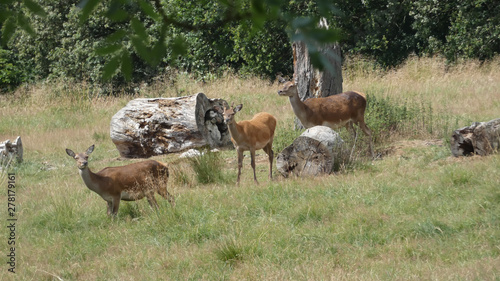 Red deer families near ancient trees enjoying a beautiful summer day in England