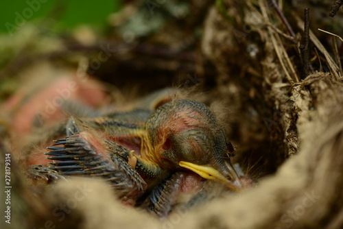 Nestling with yellow beak sleeping in a nest with a mosquito on his head