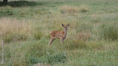 Red deer young fawn enjoying a beautiful summer day in England © Bruce