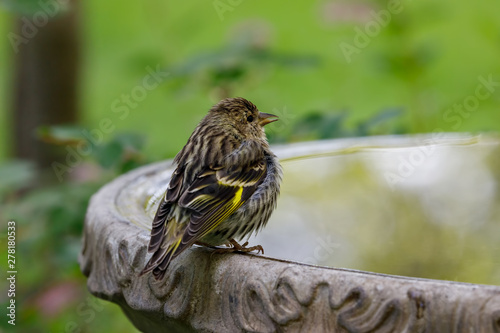 Pine Siskin perched on birdbath photo