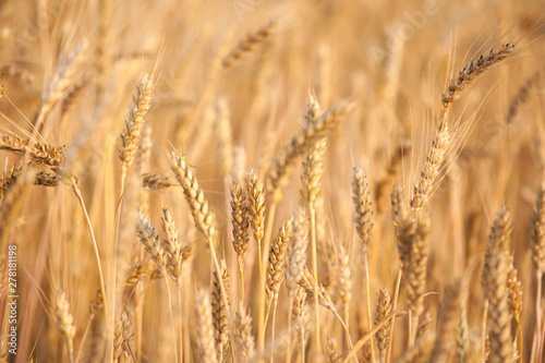 field wheat plant nature background © jonicartoon