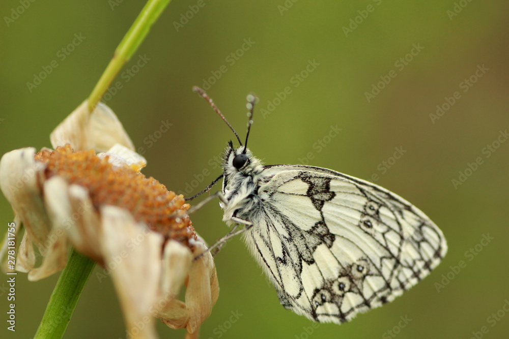 Obraz premium Papillon demi deuil