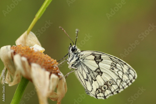 Papillon demi deuil