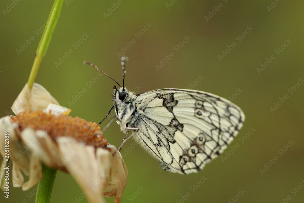 Obraz premium Papillon demi deuil