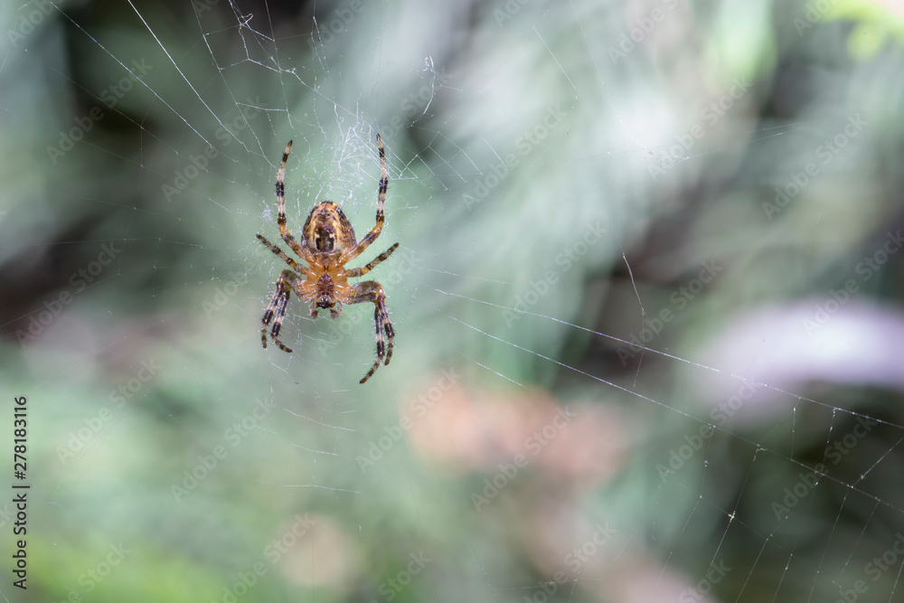European garden spider weaves a net for hunting European garden spider weaves a net for hunting