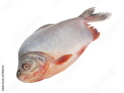 Fresh pacu fish isolated on white background