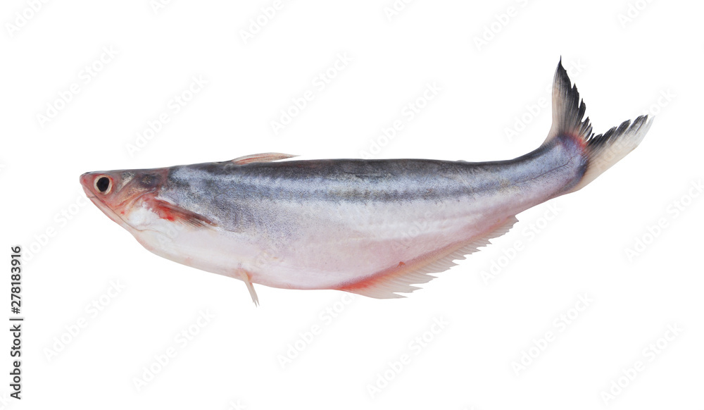 Pangasius macronema fish isolated on white Pangasius macronema fish isolated on white