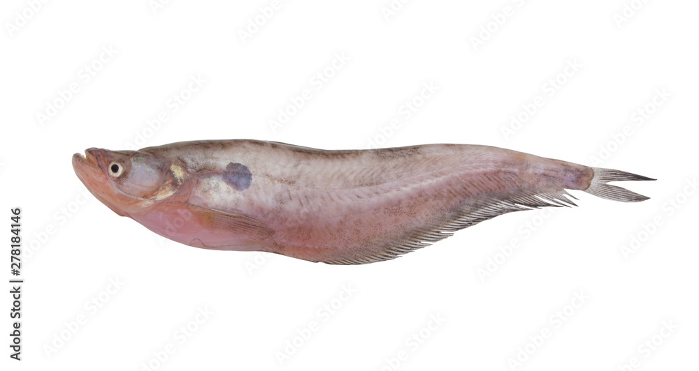 Pabdah catfish isolated on white Pabdah catfish isolated on white