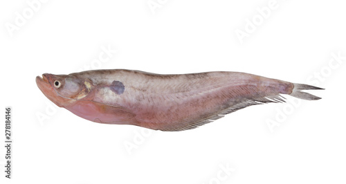 Pabdah catfish isolated on white