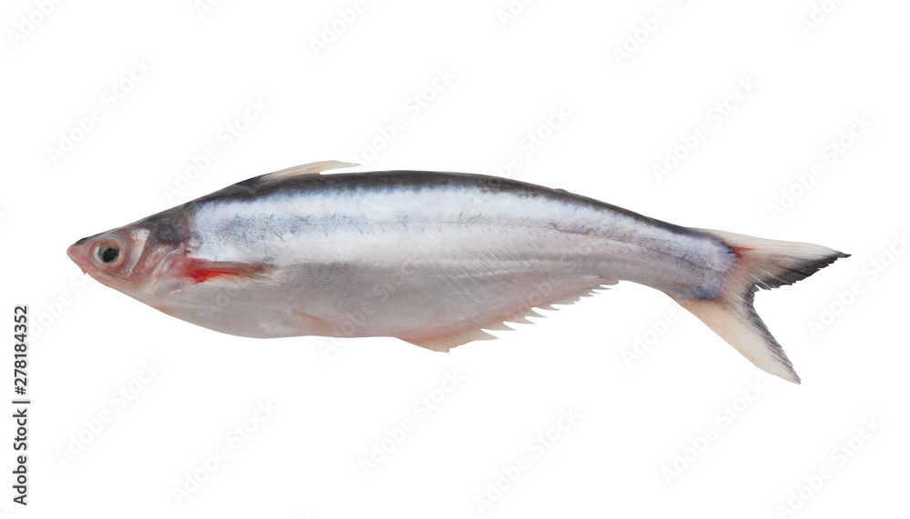 Pangasius macronema fish isolated on white background Pangasius macronema fish isolated on white background