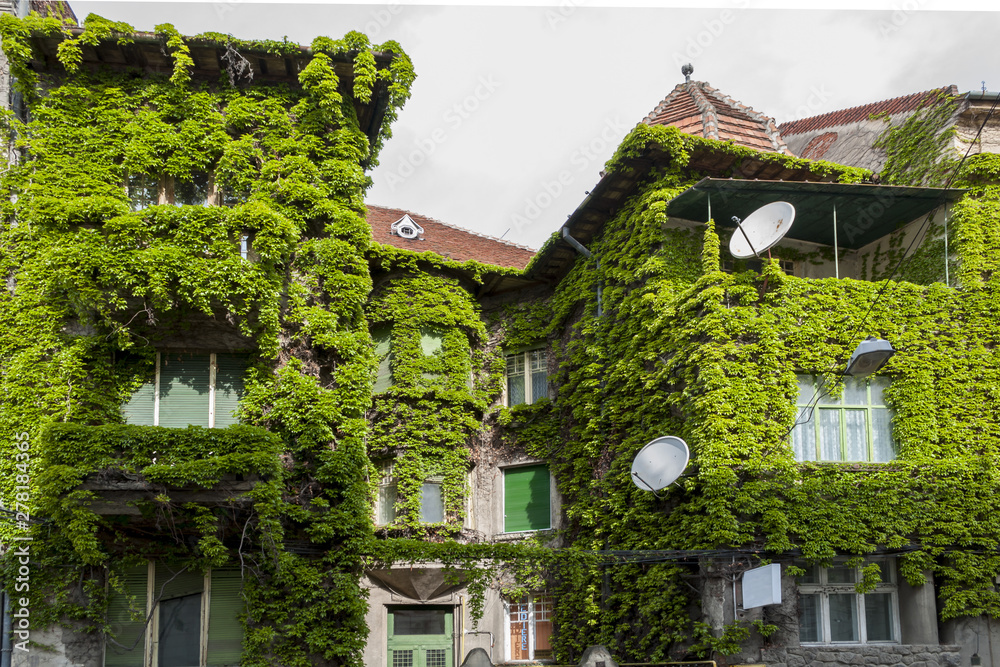 House covered with common ivy (hedera helix)