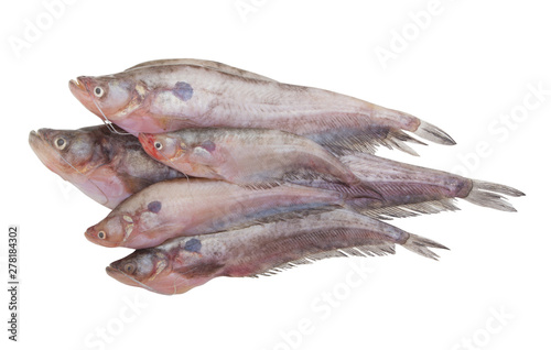 Tela Pabdah fish isolated on white background