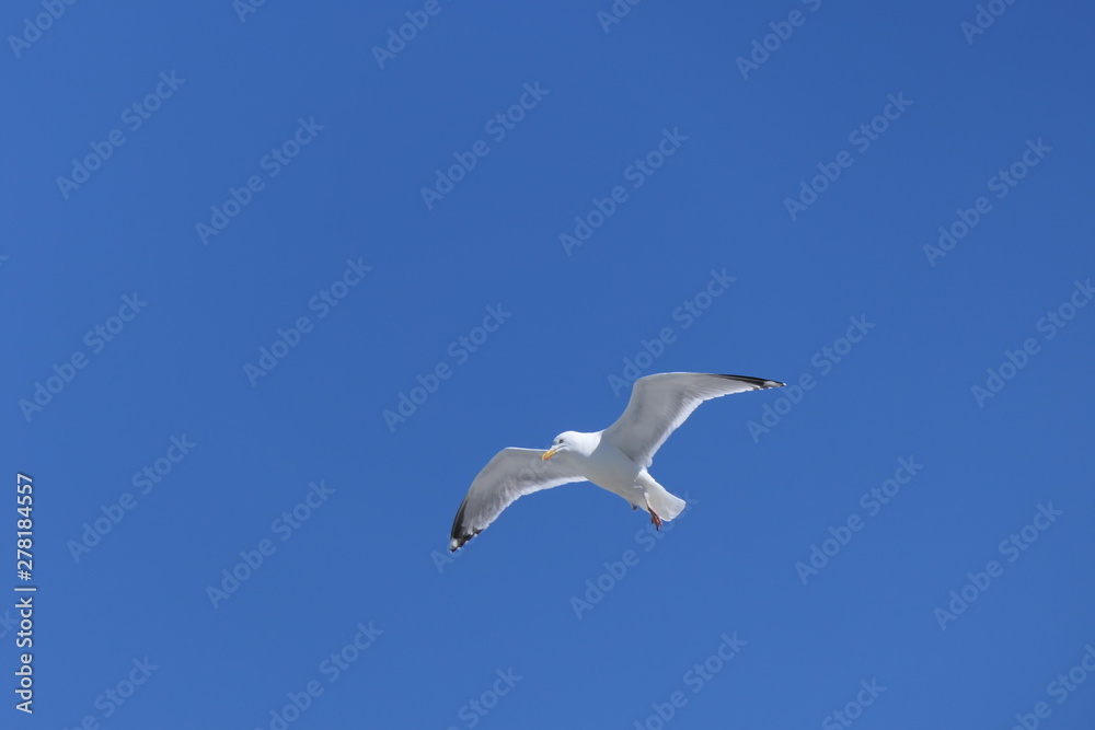 Be free like a bird. A sea gull sails in front of a blue sky without clouds. Blue sky, white gull and nothing else.