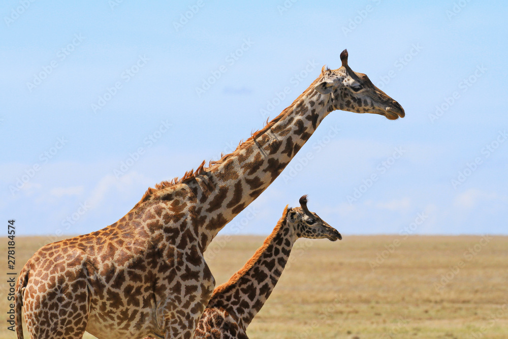 Obraz premium Masai Maasai Giraffe Giraffa camelopardalis tippelskirchii mother small baby calf close up copy space Masai Mara National Reserve Kenya East Africa Kilimanjaro giraffe blue sky landscape