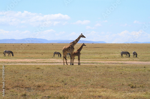 Masai Maasai Giraffe Giraffa camelopardalis tippelskirchii mother and small young calf plains Masai Mara National Reserve Kenya East Africa Kilimanjaro giraffe zebras copy space blue sky distance