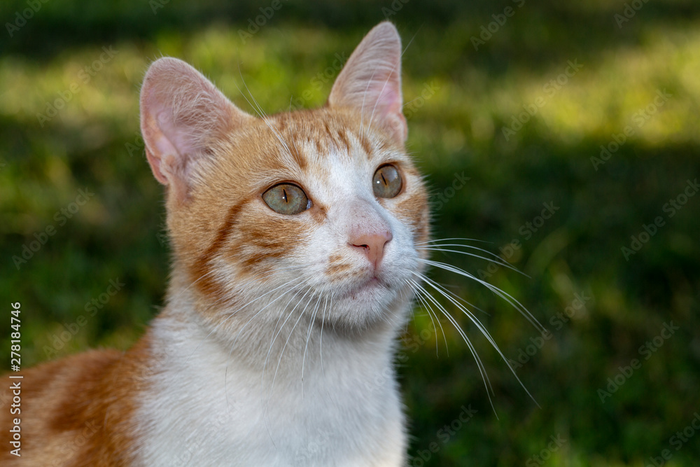 pet yellow cat and eye