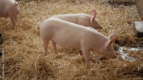 Pink pig trampling on hay and something chewing
