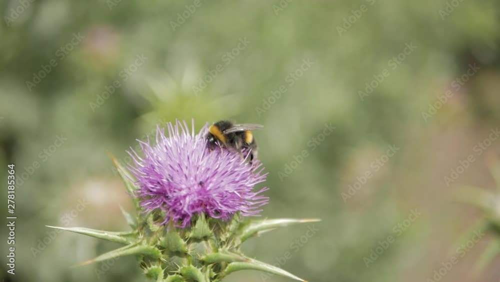 Bees collects nectar from purple blooming flower. Bees collects nectar from purple blooming flower.