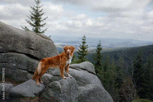 Canvas Print dog in the mountains on a journey