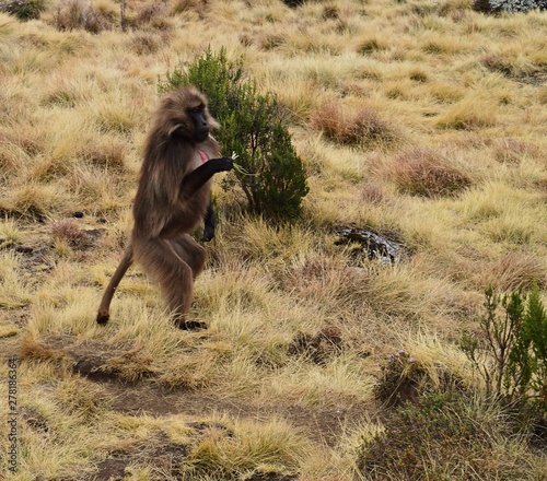 Ethiopia. Gelada is a rare species of Primate. It lives exclusively on the mountain plateaus of Ethiopia, in the mountains of Siemens.  