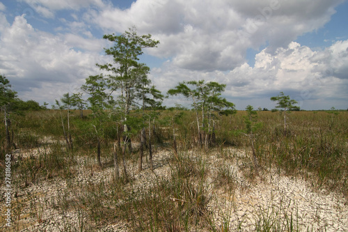 The Dwarf Cypress Forest in Everglades National Park, Florida, in extreme drought conditions.