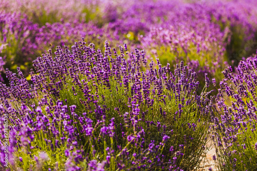 beautiful lavender herbs plantation agriculture