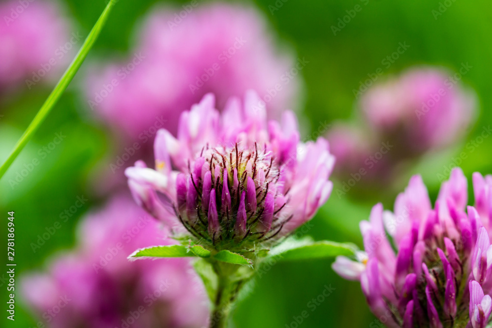 Macro shot of a clover blossom on a meadow Macro shot of a clover blossom on a meadow