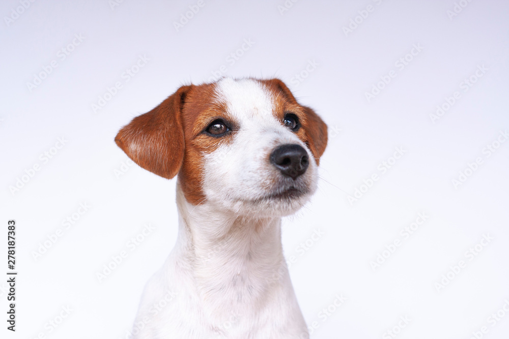 Jack Russell Terrier, a dog on a white background