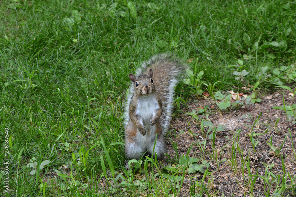 Obraz premium Gray Squirrel