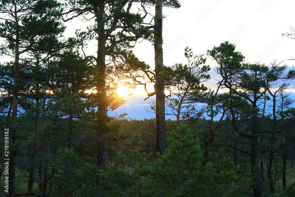 Naklejka premium early morning in the swamp, sunrise over the swamp