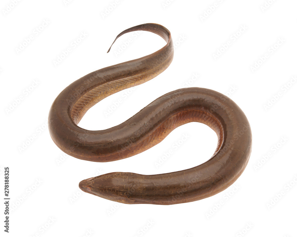 Fresh eel fish isolated on white background Fresh eel fish isolated on white background
