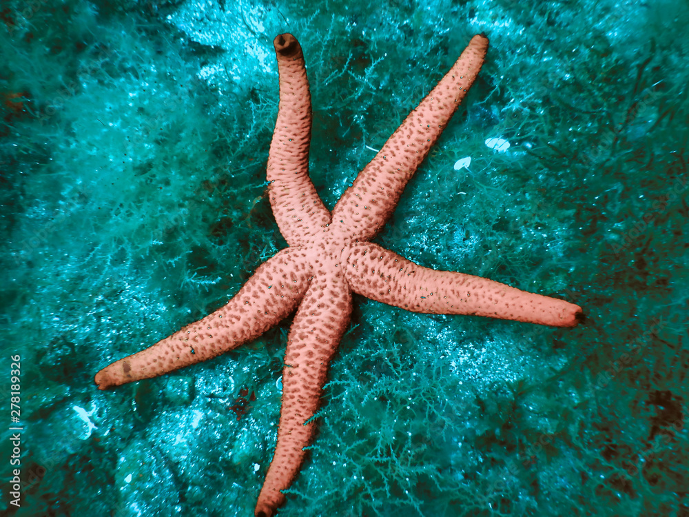 A lightly coloured orange starfish A lightly coloured orange starfish