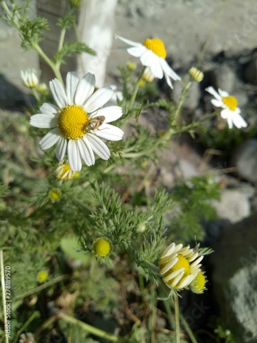 daisies in field