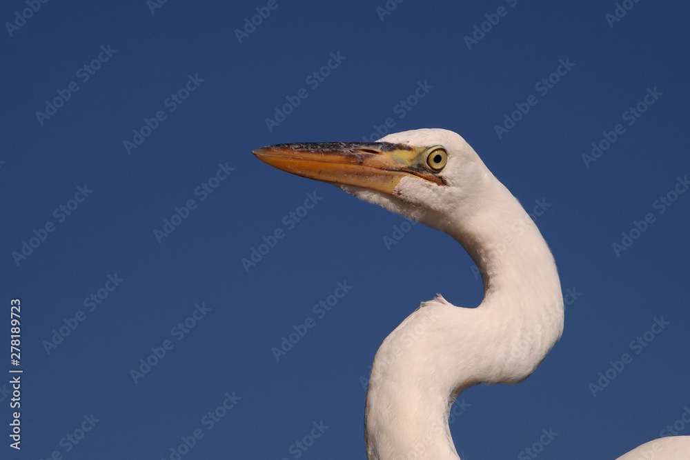 Fototapeta premium Portrait of Great Egret, Ardea alba, in Everglades National Park, Florida.