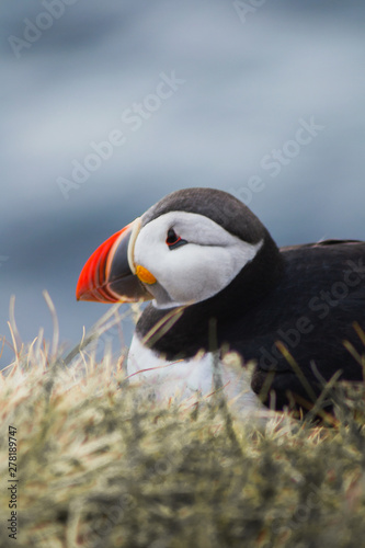 Detailed view of Arctic or Atlantic puffin wild bird sitting on Latrabjarg Cliff, Westfjords, Iceland. Blue ocean water on background.  © Dajahof