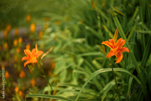 red flower in summer