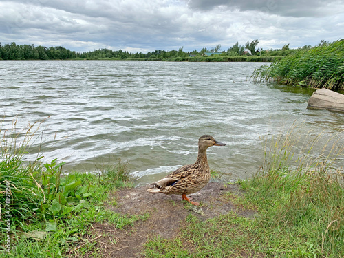 Russia, Moscow region, Noginsky district. Duck on the pond 
