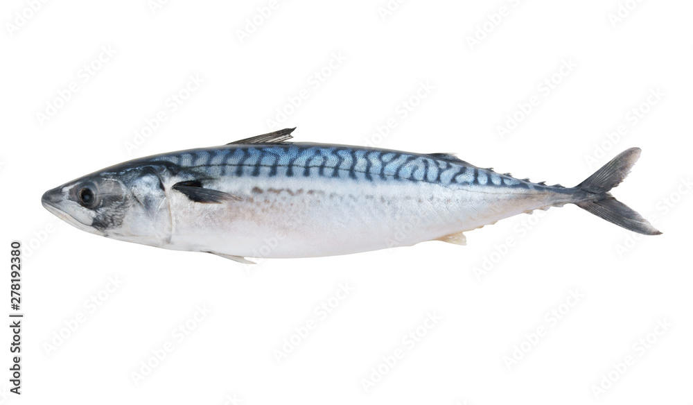 Fresh mackerel fish isolated on white background Fresh mackerel fish isolated on white background