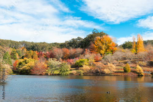 Beautiful pond view with autumn trees at Mt Lofty botanical garden. Adelaide, South Australia.