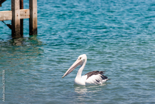 floating pelican